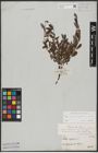 Foto von Salix aurita L. x Salix lapponum L. x Salix repens L.